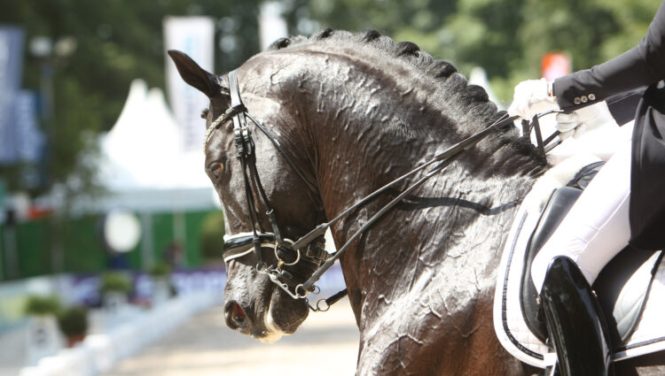 CHIO2018 241 Emmelie SCHOLTENS DESPERADO NED F CV7412