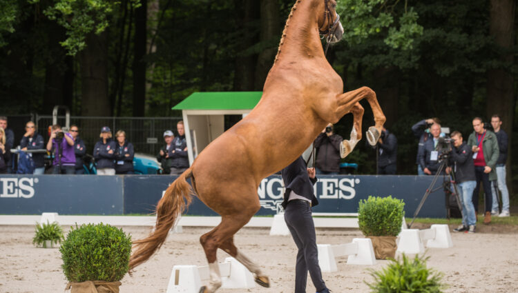 JP IMG 0843 Isabelle Werth vetcheck